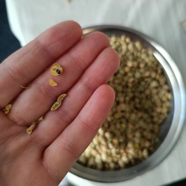 Hasata Markalı Yeşil Mercimekte Böcek Çıktı Ve Değişim Talebi