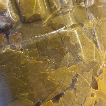 Son Kullanma Tarihi Geçmemiş Olsa Da Küflü Asma Yaprağı