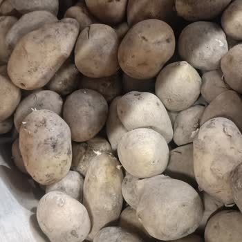 A101 Şubelerinde Filizlenmiş Patates Satışı Müşteri Sağlığını Tehdit Ediyor
