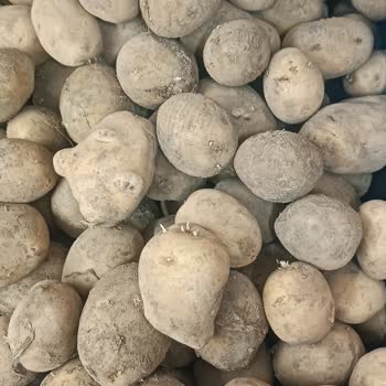 A101 Şubelerinde Filizlenmiş Patates Satışı Müşteri Sağlığını Tehdit Ediyor