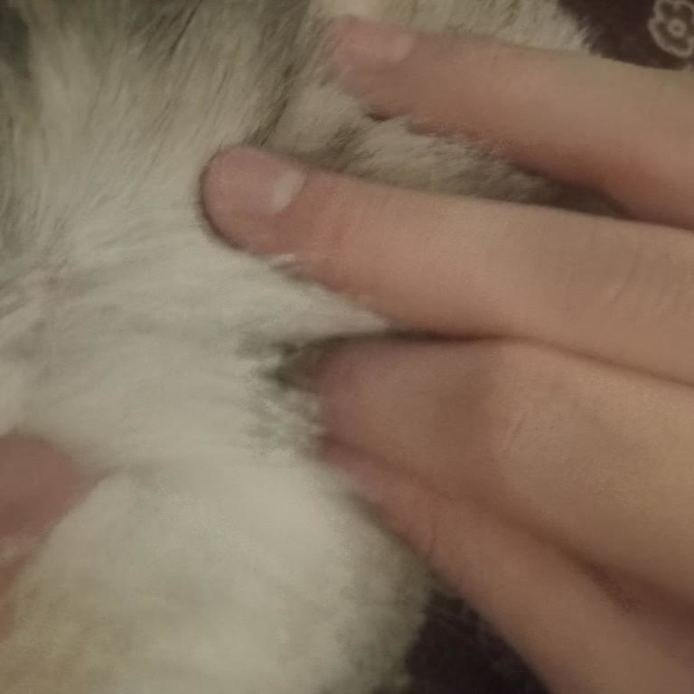 Vetonya Klinik’te Yüksek Ücretli Aşı Sonrası Enfeksiyon Ve Sorumluluk Reddi