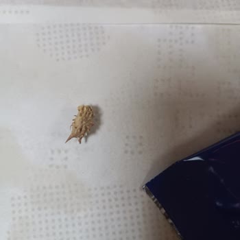 Şok Market Amigo Çekirdeğinde Tehlikeli Yabancı Cisim Bulundu