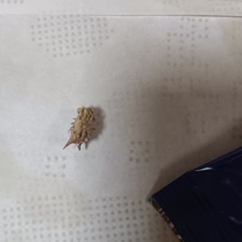 Şok Market Amigo Çekirdeğinde Tehlikeli Yabancı Cisim Bulundu