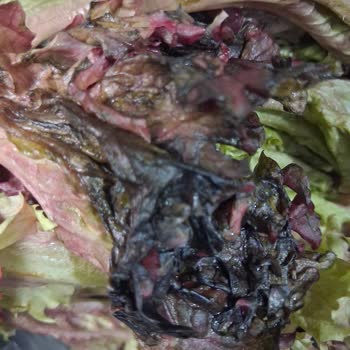 Sağlık Endişesi Ve Saygı İhlali: Çürük Marul Şikayeti