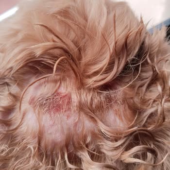Senna Pet Kuaför & Pet Shop Köpeğimizin Vücudunda Tahrişler Fark Ettik