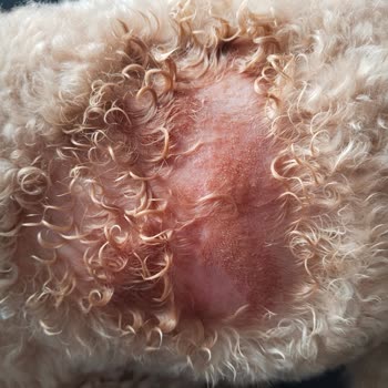 Senna Pet Kuaför & Pet Shop Köpeğimizin Vücudunda Tahrişler Fark Ettik