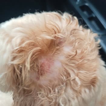 Senna Pet Kuaför & Pet Shop Köpeğimizin Vücudunda Tahrişler Fark Ettik