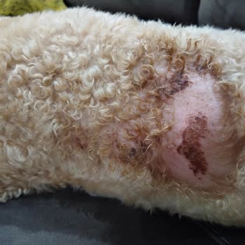 Senna Pet Kuaför & Pet Shop Köpeğimizin Vücudunda Tahrişler Fark Ettik