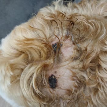 Senna Pet Kuaför & Pet Shop Köpeğimizin Vücudunda Tahrişler Fark Ettik