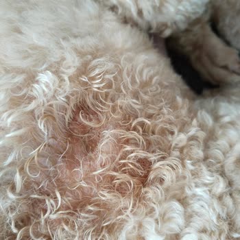 Senna Pet Kuaför & Pet Shop Köpeğimizin Vücudunda Tahrişler Fark Ettik