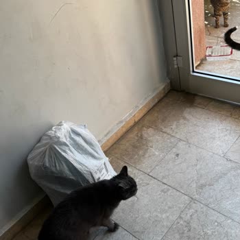 Kuryenin Ağır Paketi Kapıya Bırakmayı Reddetmesi Ve Müşteriyi Zorlaması