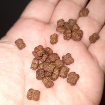 Pet Merkezi Sahte Royal Canin Kitten Mamadan Kedimde Kanlı İshal Ve Veteriner Masrafları İade Talebi