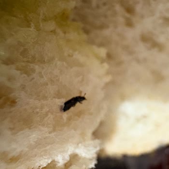 Malatya Çöşnük Arzu Ata Ekmek Şubesinde Hamam Böceği Yavrusu Keşfedildi