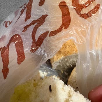 Malatya Çöşnük Arzu Ata Ekmek Şubesinde Hamam Böceği Yavrusu Keşfedildi