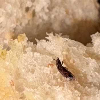 Malatya Çöşnük Arzu Ata Ekmek Şubesinde Hamam Böceği Yavrusu Keşfedildi