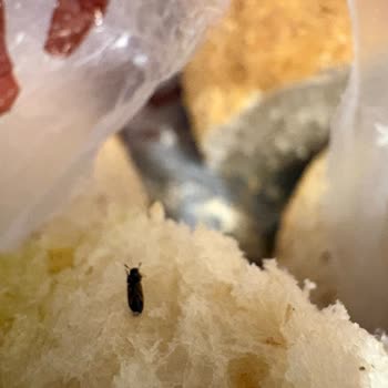 Malatya Çöşnük Arzu Ata Ekmek Şubesinde Hamam Böceği Yavrusu Keşfedildi