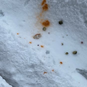 Üst Komşunun Pencere Önüne Yiyecek Atması Ve Çözüm Talebi