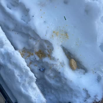 Üst Komşunun Pencere Önüne Yiyecek Atması Ve Çözüm Talebi