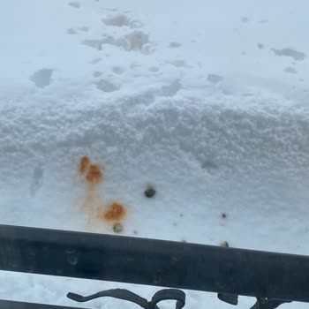 Üst Komşunun Pencere Önüne Yiyecek Atması Ve Çözüm Talebi