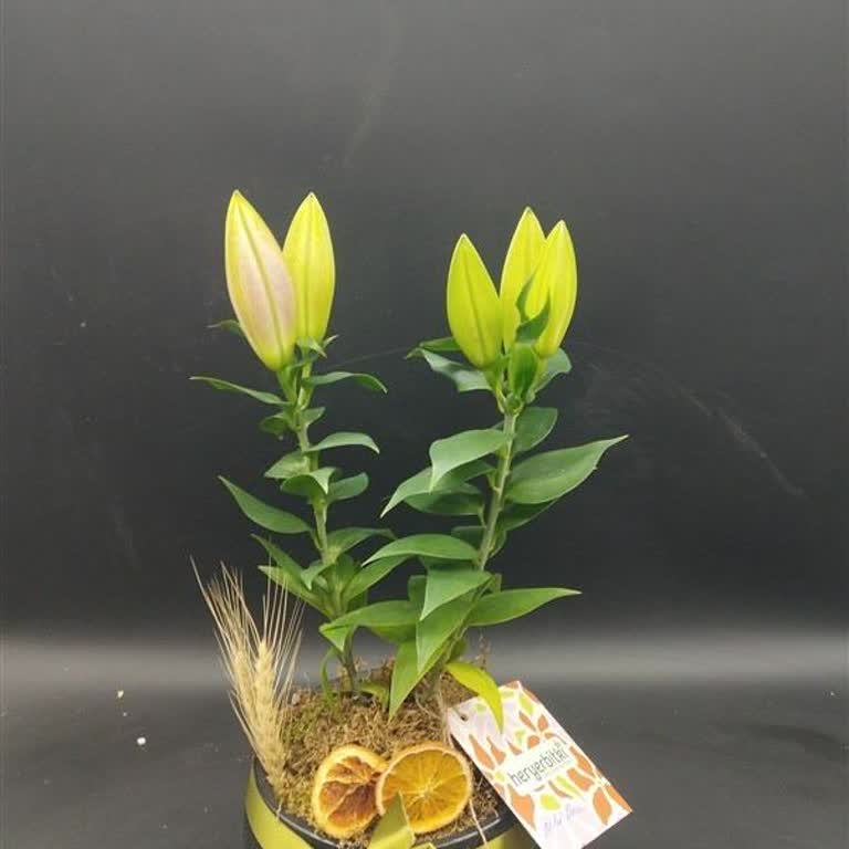 İlanla Uyuşmayan Saksı Bitkisi, İptal Talebine Cevap Gelmedi