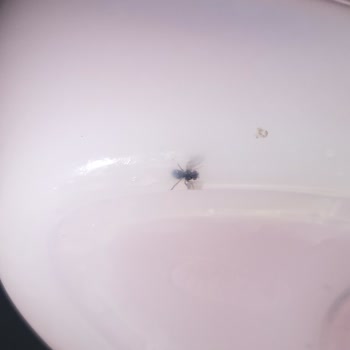 Duş Jelinde Böcek Görülmesi Ve Güven Sorunu