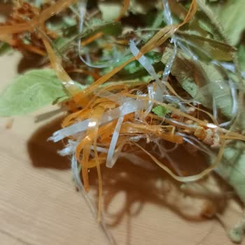 Ihlamur Ürününde Çuval Parçaları Bulundu, Güvenlik Sorunu