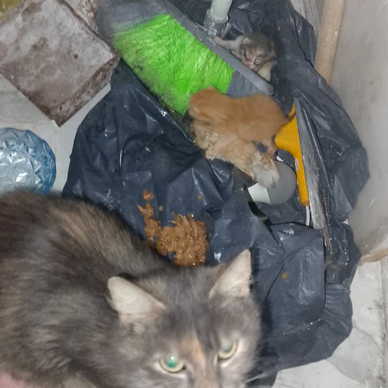 Acil Veteriner Yardımı Talebi: 153 Ekipleri Gecikiyor Ve Kediler Hayati Tehlikede