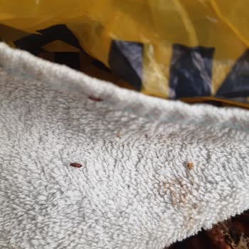 Çürük Ve Böcekli Ceviz Gönderilmesiyle Hijyen Ve Sağlık Riski