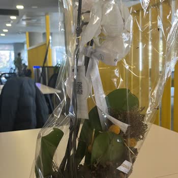 Orkide Siparişinde Çiçeğin Hasarlı Ve Islak Gelmesi