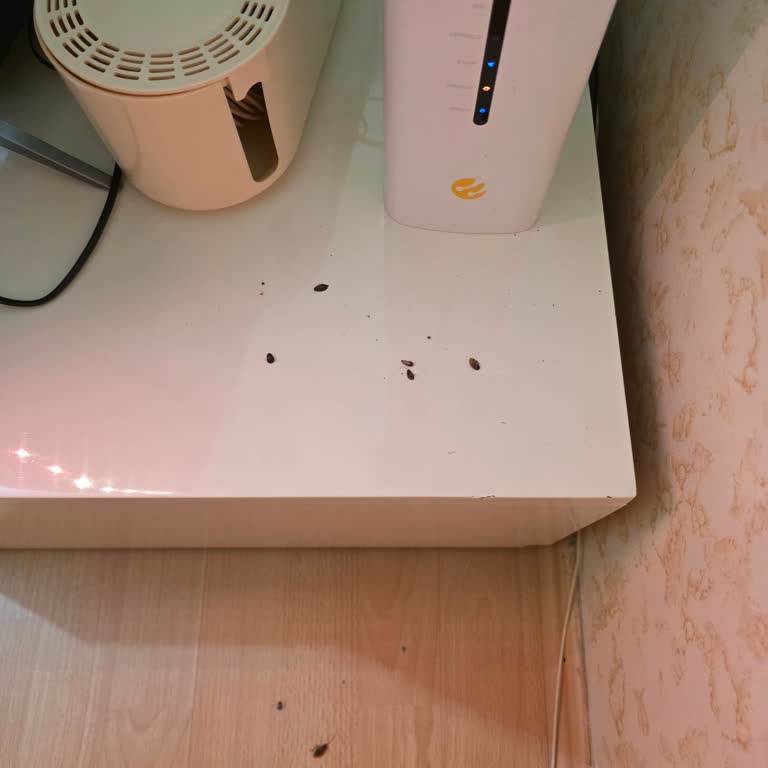 İnternet Kesildi, Modemde Böcekler: Acil Çözüm Talebi