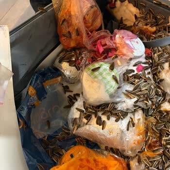 Türk Hava Yolları'na Aşırı Bagaj Ücreti Ve Hasarlı Valiz İadesi Talebi