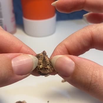 Ülker Senfoni Çikolatasında Böcek Tespiti Ve Hijyen Şikayeti