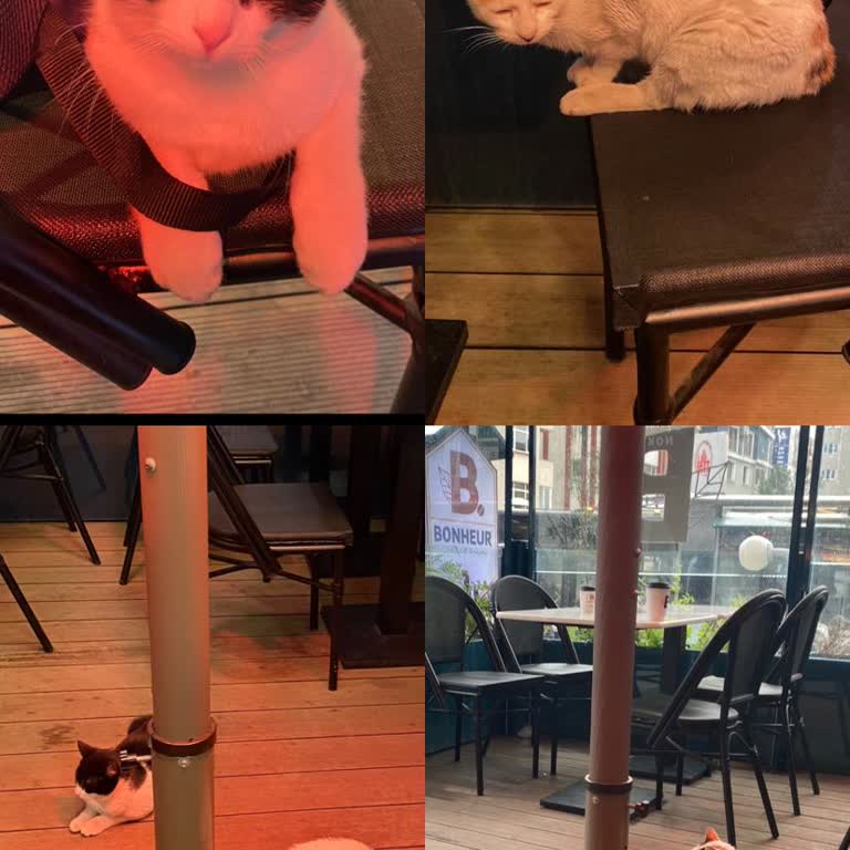 Kavacık Carrefour Cafesindeki Kaybolan Kediler İçin Şeffaf Açıklama Talebi