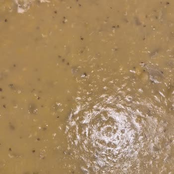 Hasata Kırmızı Mercimek'te Sinek Benzeri Yabancı Maddeler Bulundu, Hijyen Korkusu