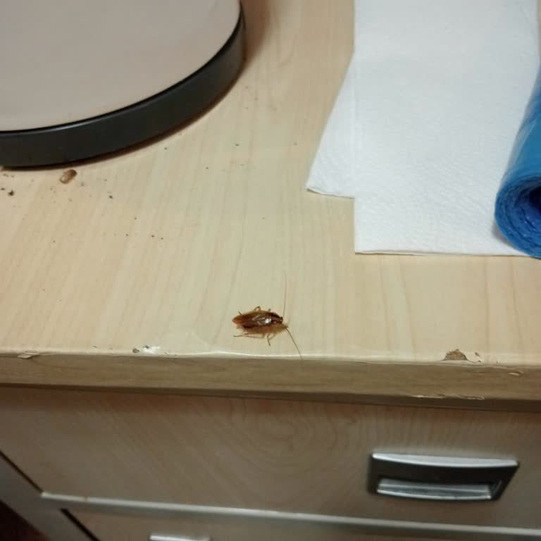 Bayrampaşa Devlet Hastanesinde Böcekli Oda Ve Hijyen İhmali İçin Acil Müdahale Talebi