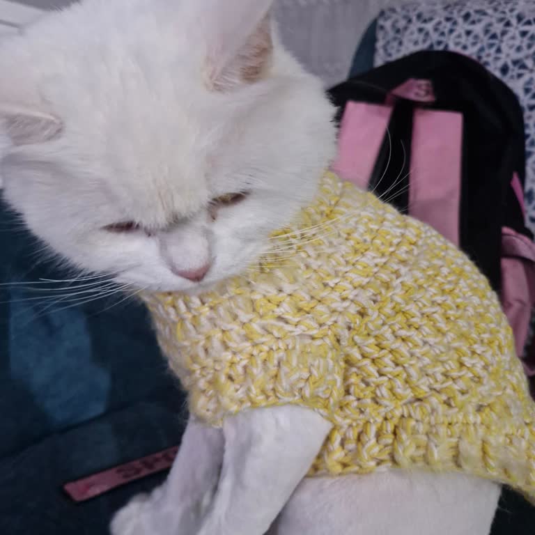 Ada Veteriner Kliniği'nde Kedimin Tıraşı Felaket Ve İhmal