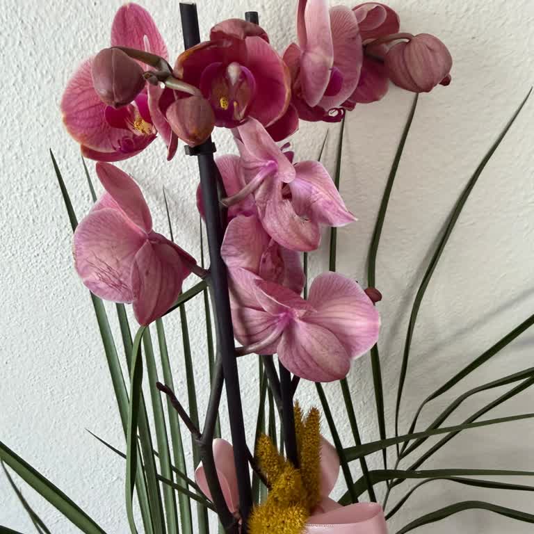 Bozuk Orkide Ve Cevapsız Destek, Ücret İadesi Talebi