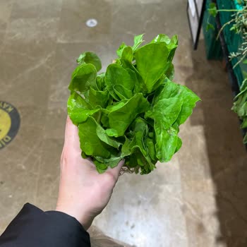 Roka Demetinde Az Miktar Ve Yanıltıcı Fiyat