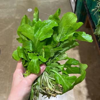 Roka Demetinde Az Miktar Ve Yanıltıcı Fiyat