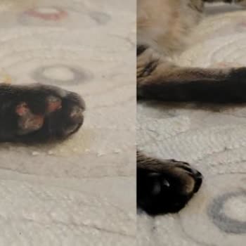 Çiçek Sepeti Sahte Kedi Maması Ve İade İhmali Nedeniyle Çok Yüksek Veteriner Masrafları