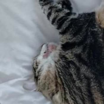 Çiçek Sepeti Sahte Kedi Maması Ve İade İhmali Nedeniyle Çok Yüksek Veteriner Masrafları