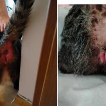 Çiçek Sepeti Sahte Kedi Maması Ve İade İhmali Nedeniyle Çok Yüksek Veteriner Masrafları