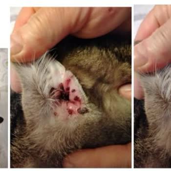 Çiçek Sepeti Sahte Kedi Maması Ve İade İhmali Nedeniyle Çok Yüksek Veteriner Masrafları