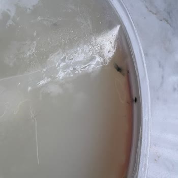 Son Kullanma Tarihi Geçmemiş Peynirde Küflü Ürün