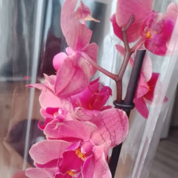 Fotoğraftaki Gibi Olmayan Çiçek Ve Yanıtsız Destek