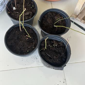 Blueberry Fidesi Yanıltıcı Gönderildi, İade Talebim Kabul Edilsin