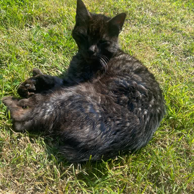 Prime Animal Hospital'in Sokak Kedisine Şartlı Yaklaşımı