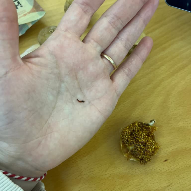 Harras File Kuru İncir Kurtlu