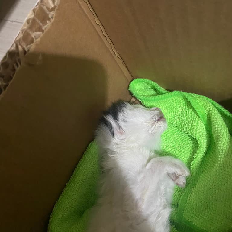 Lina Pet Food Kedi Maması Ölümcül Etki Yarattı Ve Geri Çağırma Talep Ediliyor