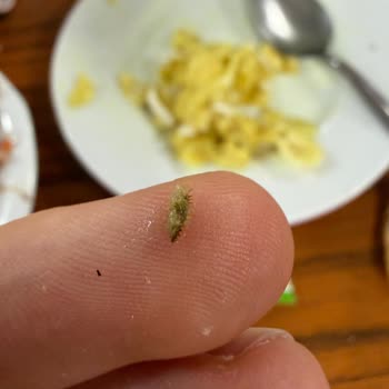 Yemeklerde Böcek Çıkması Ve Haksız Çıkarma Kararı